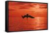 Brown Pelican Diving for Fish, Sunset-null-Framed Stretched Canvas