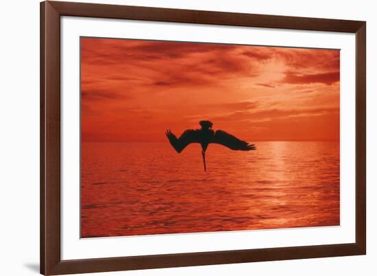 Brown Pelican Diving for Fish, Sunset-null-Framed Photographic Print