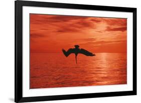 Brown Pelican Diving for Fish, Sunset-null-Framed Photographic Print