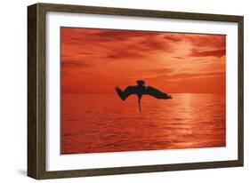 Brown Pelican Diving for Fish, Sunset-null-Framed Photographic Print