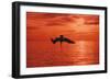 Brown Pelican Diving for Fish, Sunset-null-Framed Photographic Print