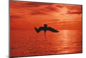 Brown Pelican Diving for Fish, Sunset-null-Mounted Photographic Print