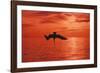 Brown Pelican Diving for Fish, Sunset-null-Framed Photographic Print