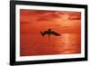 Brown Pelican Diving for Fish, Sunset-null-Framed Photographic Print