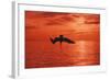 Brown Pelican Diving for Fish, Sunset-null-Framed Photographic Print