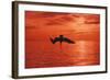 Brown Pelican Diving for Fish, Sunset-null-Framed Photographic Print