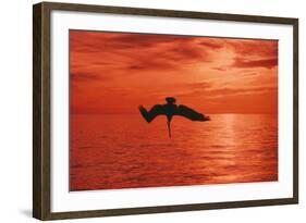 Brown Pelican Diving for Fish, Sunset-null-Framed Photographic Print