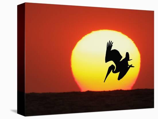 Brown Pelican Diving in Front of Setting Sun-Arthur Morris-Stretched Canvas