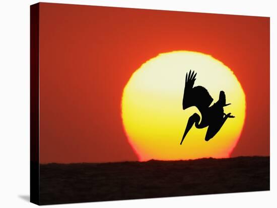 Brown Pelican Diving in Front of Setting Sun-Arthur Morris-Stretched Canvas