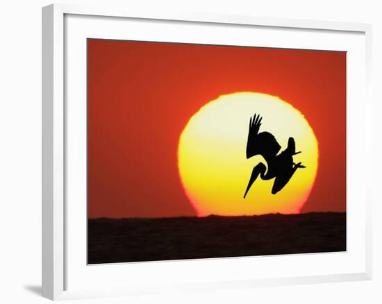 Brown Pelican Diving in Front of Setting Sun-Arthur Morris-Framed Photographic Print