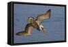 Brown Pelican Diving-Hal Beral-Framed Stretched Canvas