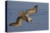 Brown Pelican Diving-Hal Beral-Stretched Canvas
