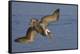 Brown Pelican Diving-Hal Beral-Framed Stretched Canvas