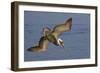 Brown Pelican Diving-Hal Beral-Framed Photographic Print