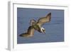Brown Pelican Diving-Hal Beral-Framed Photographic Print
