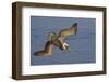 Brown Pelican Diving-Hal Beral-Framed Photographic Print