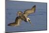 Brown Pelican Diving-Hal Beral-Mounted Photographic Print