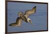 Brown Pelican Diving-Hal Beral-Framed Photographic Print