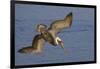 Brown Pelican Diving-Hal Beral-Framed Photographic Print