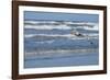 Brown Pelican flying, New Smyrna Beach, Florida, Usa-Lisa S^ Engelbrecht-Framed Photographic Print