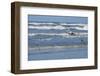 Brown Pelican flying, New Smyrna Beach, Florida, Usa-Lisa S^ Engelbrecht-Framed Photographic Print