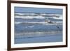 Brown Pelican flying, New Smyrna Beach, Florida, Usa-Lisa S^ Engelbrecht-Framed Premium Photographic Print