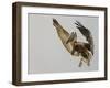 Brown Pelican Flying with Nest-Building Material, Little Bird Key, Tierra Verde, Florida, USA-Arthur Morris-Framed Photographic Print