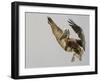 Brown Pelican Flying with Nest-Building Material, Little Bird Key, Tierra Verde, Florida, USA-Arthur Morris-Framed Photographic Print