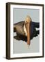 Brown Pelican Headon View in Flight Closeup-Hal Beral-Framed Photographic Print