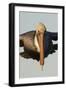 Brown Pelican Headon View in Flight Closeup-Hal Beral-Framed Photographic Print