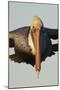 Brown Pelican Headon View in Flight Closeup-Hal Beral-Mounted Photographic Print