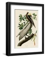 Brown Pelican II-John James Audubon-Framed Art Print