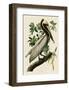 Brown Pelican II-John James Audubon-Framed Art Print