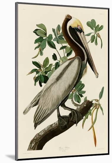 Brown Pelican II-John James Audubon-Mounted Art Print