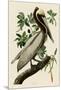 Brown Pelican II-John James Audubon-Mounted Art Print