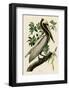 Brown Pelican II-John James Audubon-Framed Giclee Print