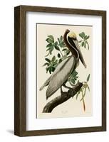 Brown Pelican II-John James Audubon-Framed Giclee Print