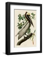 Brown Pelican II-John James Audubon-Framed Giclee Print