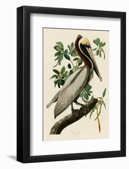 Brown Pelican II-John James Audubon-Framed Giclee Print