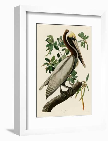 Brown Pelican II-John James Audubon-Framed Giclee Print