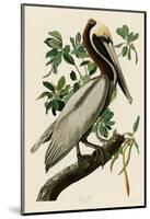 Brown Pelican II-John James Audubon-Mounted Giclee Print