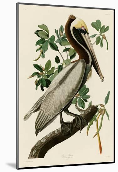 Brown Pelican II-John James Audubon-Mounted Giclee Print