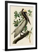 Brown Pelican II-John James Audubon-Framed Giclee Print