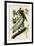 Brown Pelican II-John James Audubon-Framed Giclee Print