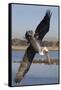 Brown Pelican in Breeding Plummage Dives for Fish-Hal Beral-Framed Stretched Canvas