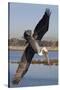 Brown Pelican in Breeding Plummage Dives for Fish-Hal Beral-Stretched Canvas