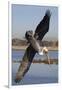 Brown Pelican in Breeding Plummage Dives for Fish-Hal Beral-Framed Photographic Print