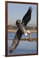 Brown Pelican in Breeding Plummage Dives for Fish-Hal Beral-Framed Photographic Print