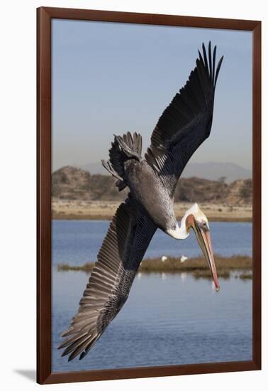 Brown Pelican in Breeding Plummage Dives for Fish-Hal Beral-Framed Photographic Print