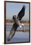 Brown Pelican in Breeding Plummage Dives for Fish-Hal Beral-Framed Photographic Print